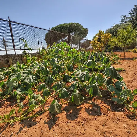 Casa vacanze House Calafato E Testasecca
